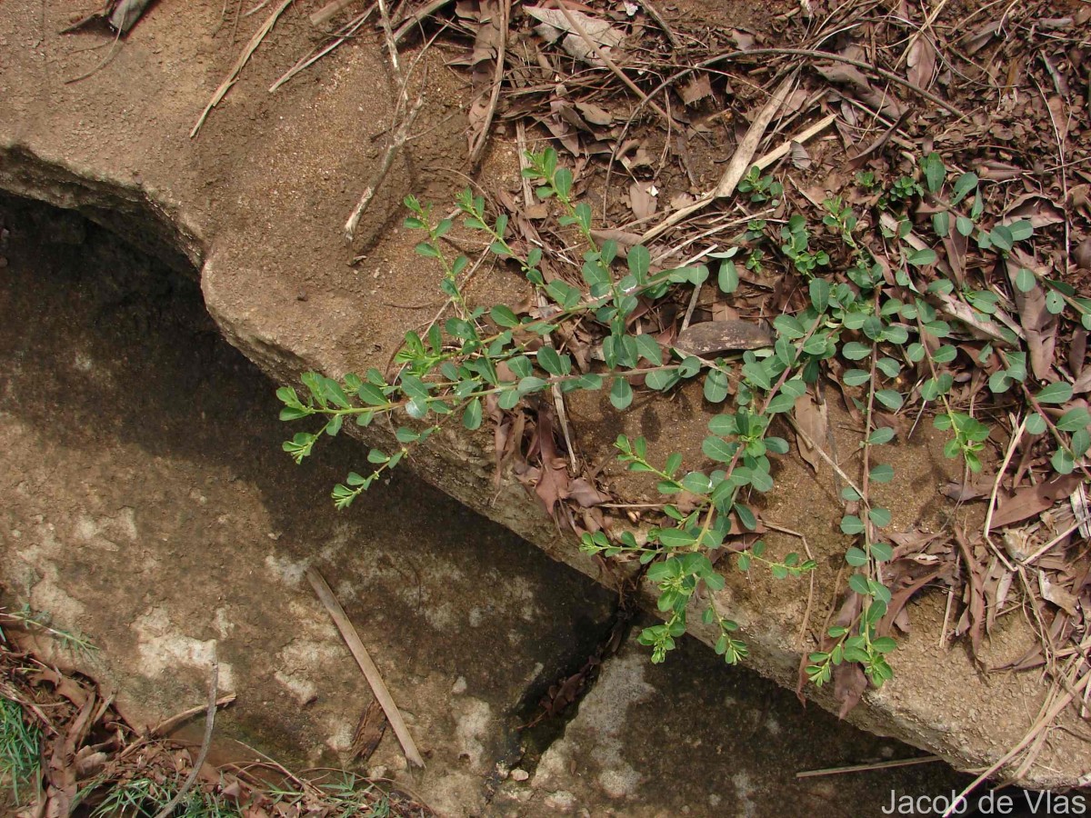 Phyllanthus maderaspatensis L.
